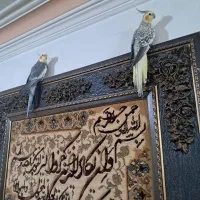 عروس هلندی نرو ماده با قفس و لوازم