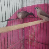 فنچ پاکستانی|پرنده|بهبهان, |دیوار