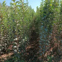 فروش نهال گردو و تمام ارقام میوه از خود تولید کنند