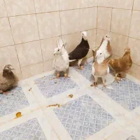 ماده پلنگ المانی ،سار خالدارماده|پرنده|قائن, |دیوار