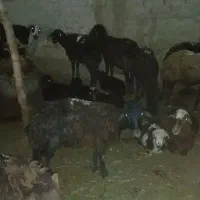 10عدد میش و بره