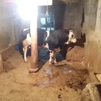 گاو نر گوشتی سیمیتال