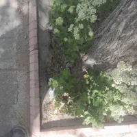 چمن زنی