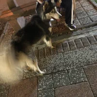 سگ هاسگی مالاموت|سگ|رشت, رودباری|دیوار