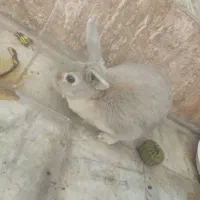 دو عدد خرگوش اهلی|موش و خرگوش|بیرجند, |دیوار