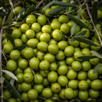 نهال زیتون زرد اصلاح شده|حراج|رشت, حاجی آباد|دیوار