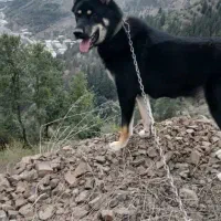 سگ ژرمن شپرد|سگ|رودبار, |دیوار