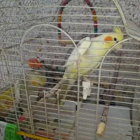 واگذاری   توافقی