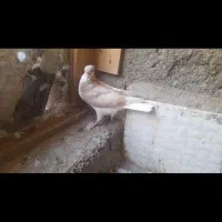 پیدا شد|حیوانات|سبزوار, ایزی شهر|دیوار