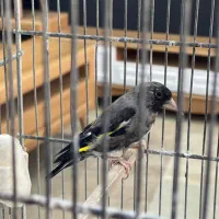 سهره سیاه نشون دار