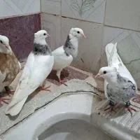 تعدادی کبوتر طوقی