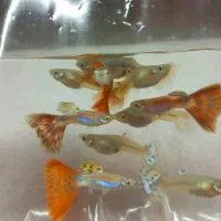 ماهی گوپی نژاد خالص|ماهی|تهران, تهرانسر شرقی|دیوار