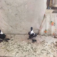 کبوتر