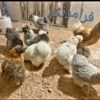 تخم نطفه دار مرغ ابریشمی بالای 85درصد|حیوانات مزرعه|ری, ظهیرآباد|دیوار