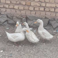 اردک مرغابی