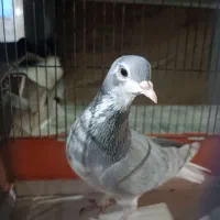 کبوتر|پرنده|سیراف, |دیوار