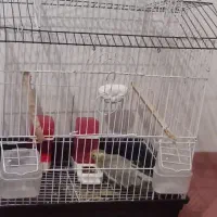 عروس هلندی|پرنده|صفادشت, |دیوار