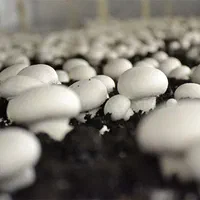 قارچ تازه یزد ، همه روزه ، ارسال رایگان|خوردنی و آشامیدنی|یزد, |دیوار