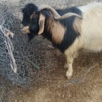 ساورین|حیوانات مزرعه|چرداول, |دیوار