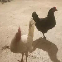 مرغ و خروس