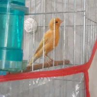 قناری مست مست