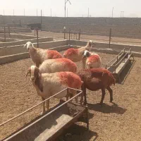 ۶ میش  دشتی