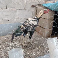 مرغ و خروس واقعا دانگ بال همانند شتر مرغ|حیوانات مزرعه|ملکان, |دیوار