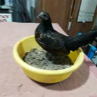 فروش یک عددمرغ جنگلی زیبا