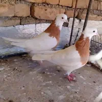 جفت طوقی زرد کاکل با جوجه|پرنده|دوزین, |دیوار