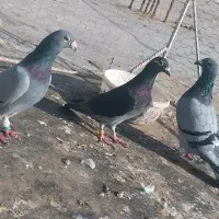 پلاکی پشت بسته