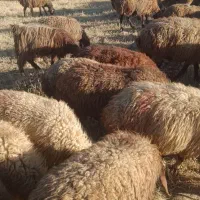 فروش میش وبره|حیوانات مزرعه|سنقر, |دیوار