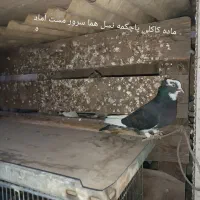 کفتر کبوتر کاکلی پاچکمه کلکسیونی