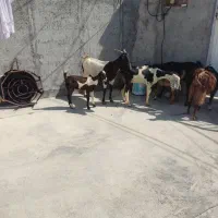 چهار تا بزه کهر دار دورگ پاکستانی|حیوانات مزرعه|کاکی, |دیوار