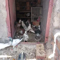 کبوتر تهرانی وپاکستانی