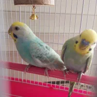 مرغ عشق جفت|پرنده|رشت, گلسار|دیوار