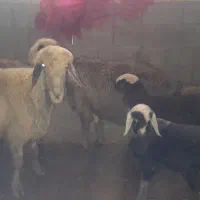 3میش بره|حیوانات مزرعه|کوهدشت, |دیوار