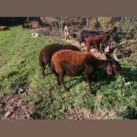 گوسفند|حیوانات مزرعه|رامیان, |دیوار