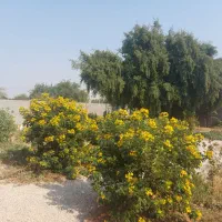 اجاره باغ ویلا مرکز شوشتر|اجارهٔ کوتاهمدت ویلا و باغ|شوشتر, |دیوار