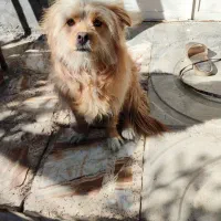 فروش سگ خانگی تمیز