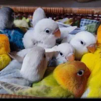 انواع جوجه سرلاکی کوتوله