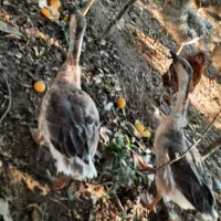 قوغاز اصیل|حیوانات مزرعه|رودسر, |دیوار