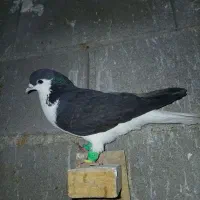 یه بون دورگ رنگی
