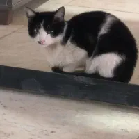 فروش گربه خانگی