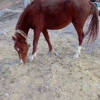 اسب نژاد دره شوری