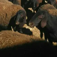 فروش 50 عدد میش غزل نقدی یا معاوضه با سواری|حیوانات مزرعه|شاهینشهر, فردوسی|دیوار
