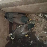 مرغ ومینا|پرنده|مانه, |دیوار