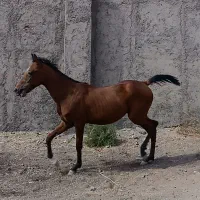 اسب مادیان|اسب و تجهیزات اسب‌سواری|همدان, |دیوار