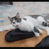 گربه واگذاری|گربه|فردیس, خیام شرقی|دیوار