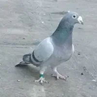 کبوتر مسافتی آلمانی|پرنده|مشهد, قائم|دیوار