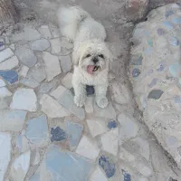 شیتزو فلت نر